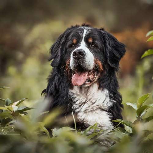 Hundeauslaufgebiet-BilderRausch Tierfotografie -Bild