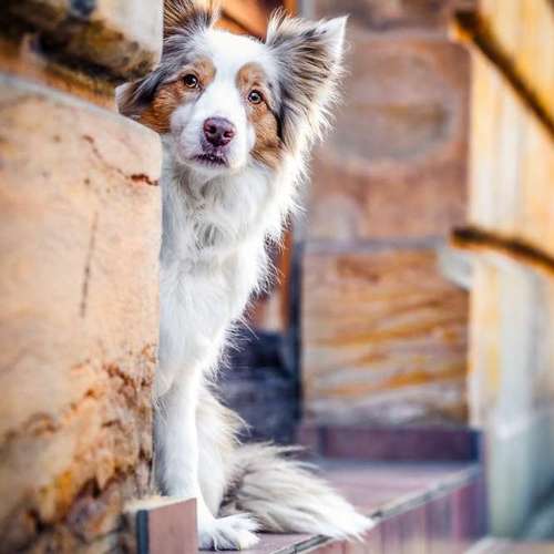 Hundeauslaufgebiet-BilderRausch Tierfotografie -Bild