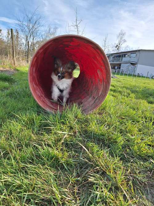 Hundeauslaufgebiet-Hundeschule TEAMWORK-Bild