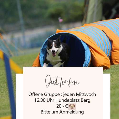 Hundeauslaufgebiet-Hundeschule TEAMWORK-Bild