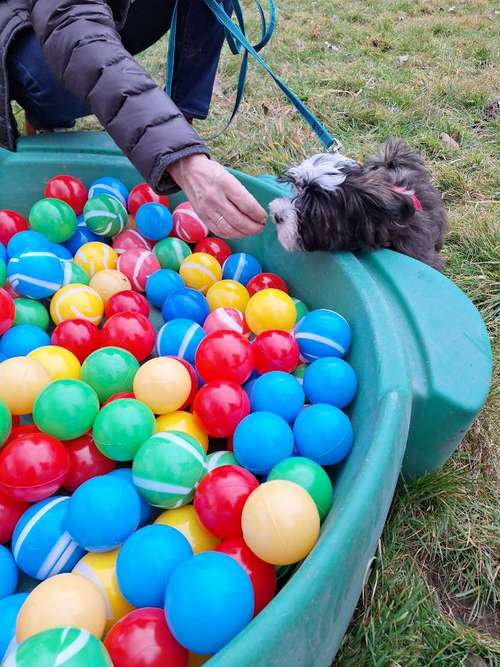 Hundeauslaufgebiet-Hundeschule TEAMWORK-Bild