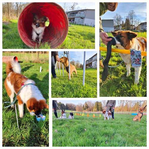 Hundeauslaufgebiet-Hundeschule TEAMWORK-Bild