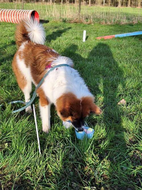 Hundeauslaufgebiet-Hundeschule TEAMWORK-Bild