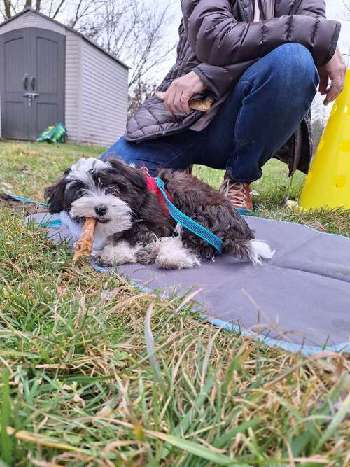 Hundeauslaufgebiet-Hundeschule TEAMWORK-Bild