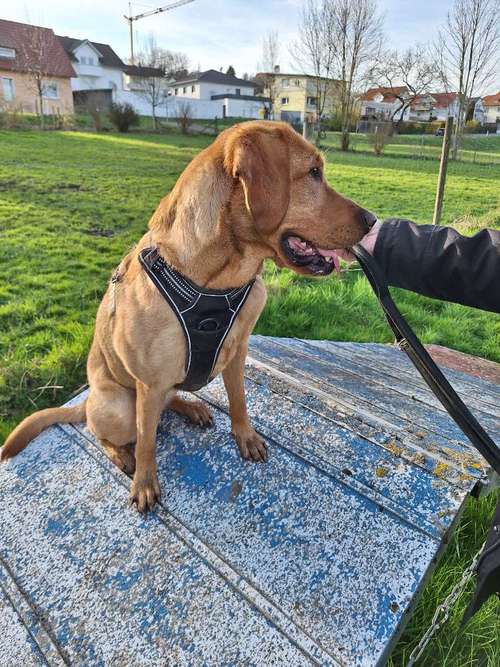 Hundeauslaufgebiet-Hundeschule TEAMWORK-Bild