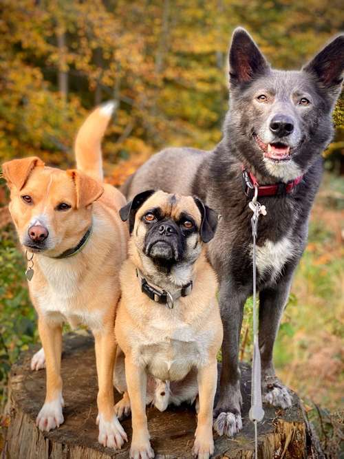 Hundeauslaufgebiet-Hundeschule HundGutAllesGut.de-Bild