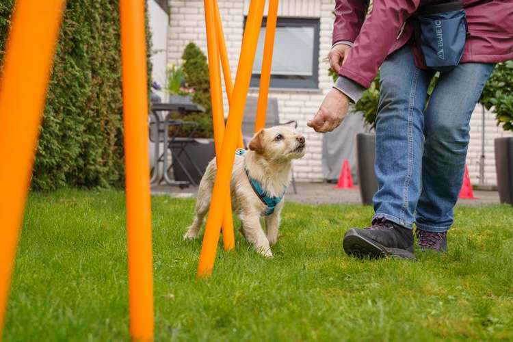 Hundeauslaufgebiet-Manuela Kiefer Hundetraining-Bild