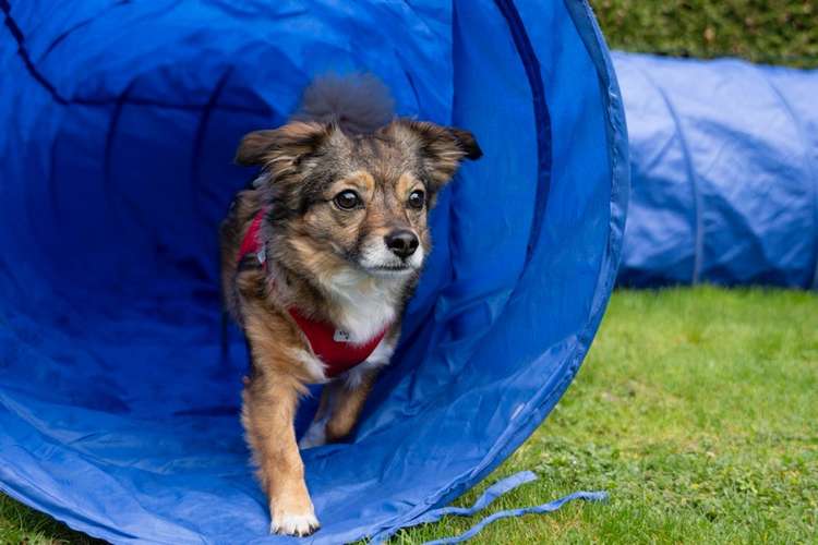 Hundeauslaufgebiet-Manuela Kiefer Hundetraining-Bild