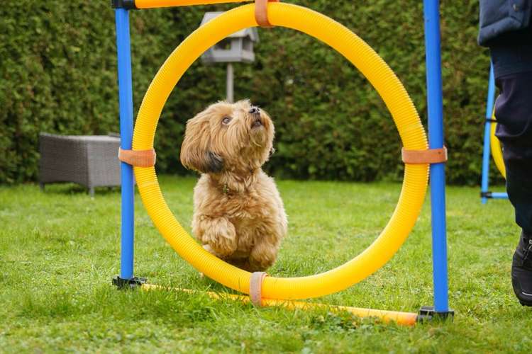 Hundeauslaufgebiet-Manuela Kiefer Hundetraining-Bild
