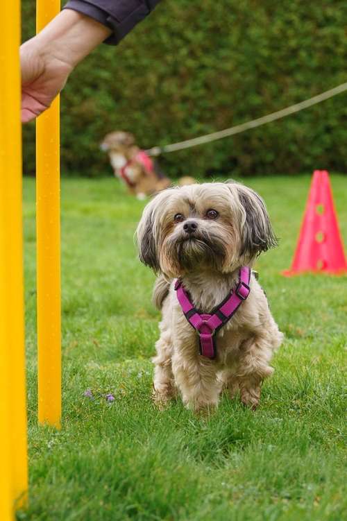 Hundeauslaufgebiet-Manuela Kiefer Hundetraining-Bild