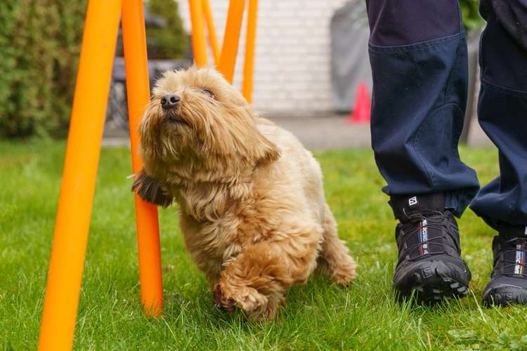 Hundeauslaufgebiet-Manuela Kiefer Hundetraining-Bild