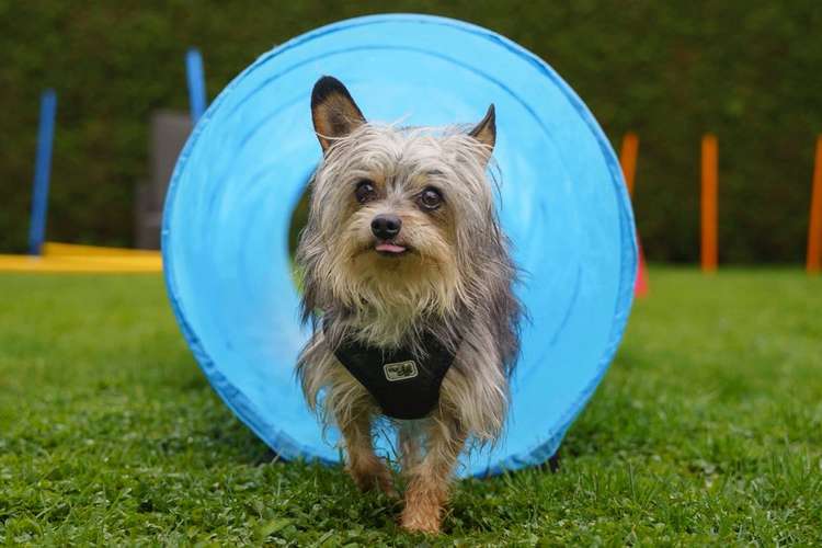 Hundeauslaufgebiet-Manuela Kiefer Hundetraining-Bild