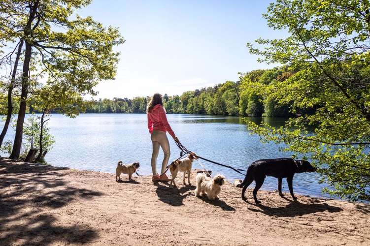 Hundeauslaufgebiet-VamosDogs-Bild