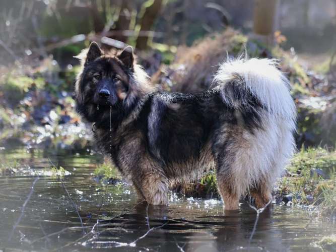 Hundeauslaufgebiet-Glückliche Hundepfoten by Catrin Hendl-Bild