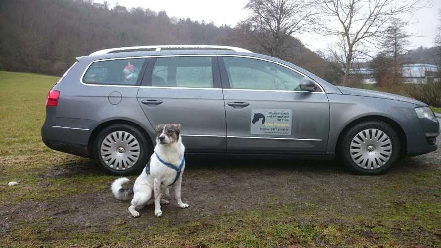 Hundeauslaufgebiet-Mobile Tierphysiotherapie Elke Pordzik-Bild