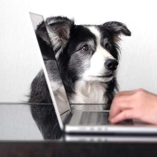 Hundeauslaufgebiet-dog.zeit® | Verhaltensberatung & Training-Bild