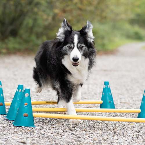 Hundeauslaufgebiet-dog.zeit® | Verhaltensberatung & Training-Bild