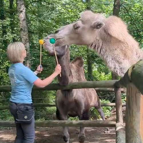 Hundeauslaufgebiet-dog.zeit® | Verhaltensberatung & Training-Bild