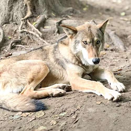 Hundeauslaufgebiet-dog.zeit® | Verhaltensberatung & Training-Bild