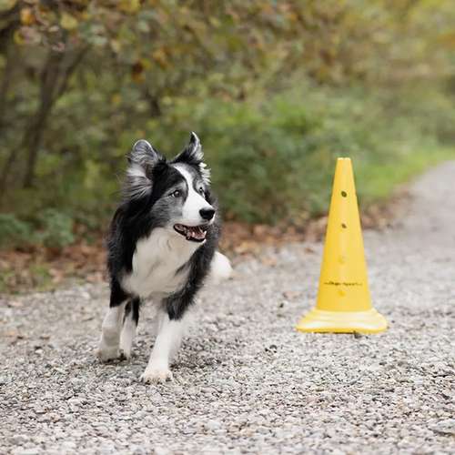 Hundeauslaufgebiet-dog.zeit® | Verhaltensberatung & Training-Bild