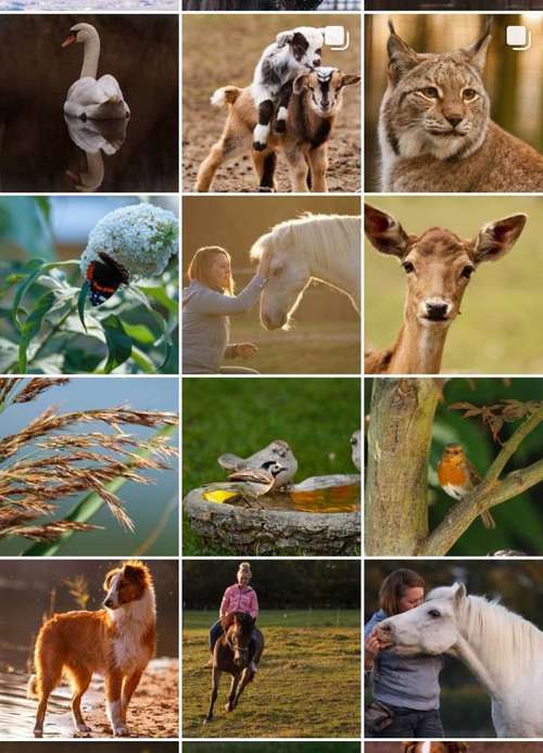 Hundeauslaufgebiet-Fotografie Kim Westermann-Bild