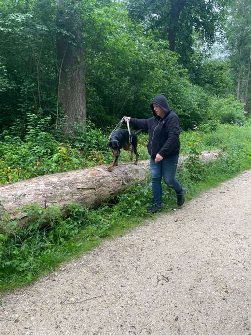 Hundeauslaufgebiet-DOGIQ-Bild