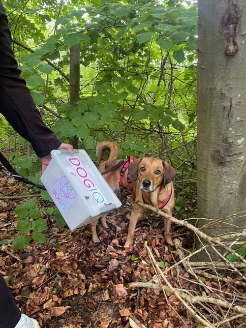 Hundeauslaufgebiet-DOGIQ-Bild