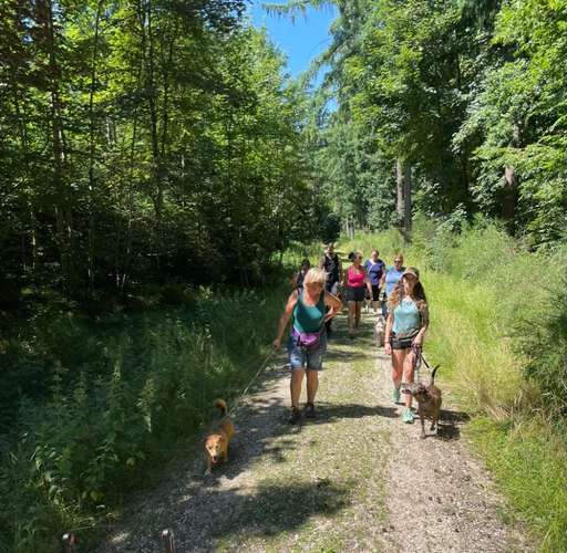 Hundeauslaufgebiet-DOGIQ-Bild