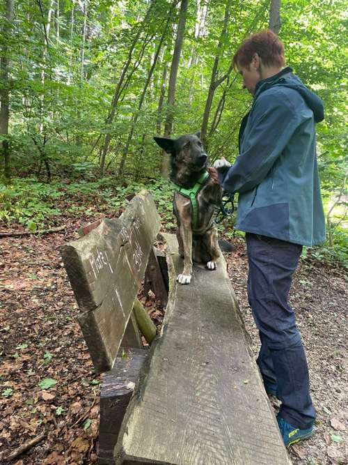 Hundeauslaufgebiet-DOGIQ-Bild