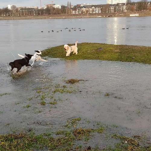 Hundeauslaufgebiet-CaniOrama -Bild