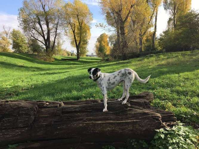 Hundeauslaufgebiet-CaniOrama -Bild