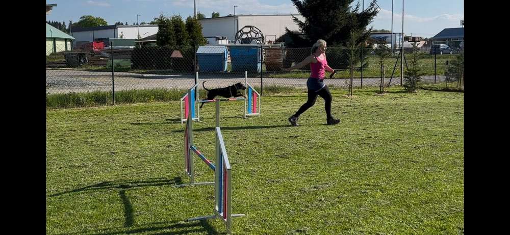 Hundeauslaufgebiet-Bello Fantastico die Hundeschule-Bild