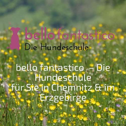 Hundeauslaufgebiet-Bello Fantastico die Hundeschule-Bild