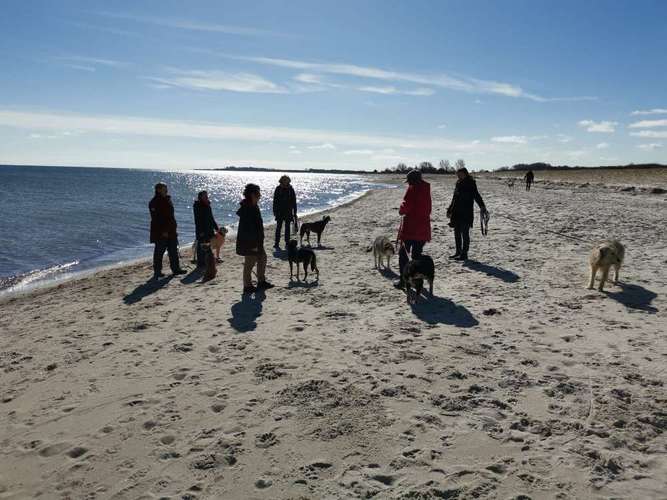 Hundeauslaufgebiet-Hayas Hundewelt-Bild