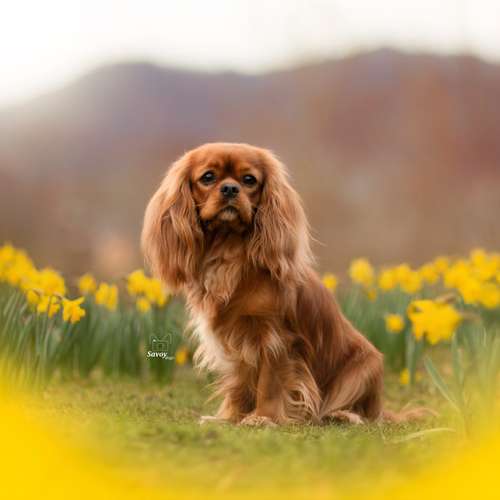 Hundeauslaufgebiet-Savoy Dogs Fotografie-Bild