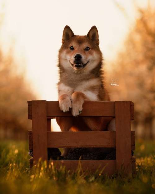 Hundeauslaufgebiet-Savoy Dogs Fotografie-Bild