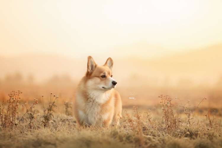 Hundeauslaufgebiet-Savoy Dogs Fotografie-Bild