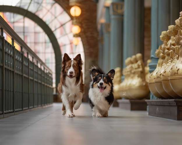 Hundeauslaufgebiet-Savoy Dogs Fotografie-Bild