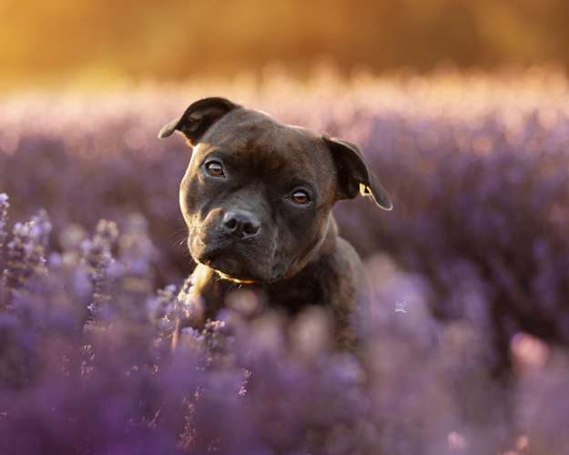 Hundeauslaufgebiet-Savoy Dogs Fotografie-Bild