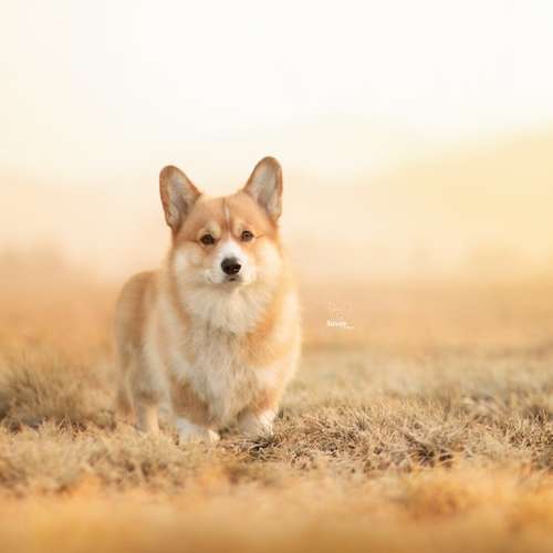 Hundeauslaufgebiet-Savoy Dogs Fotografie-Bild