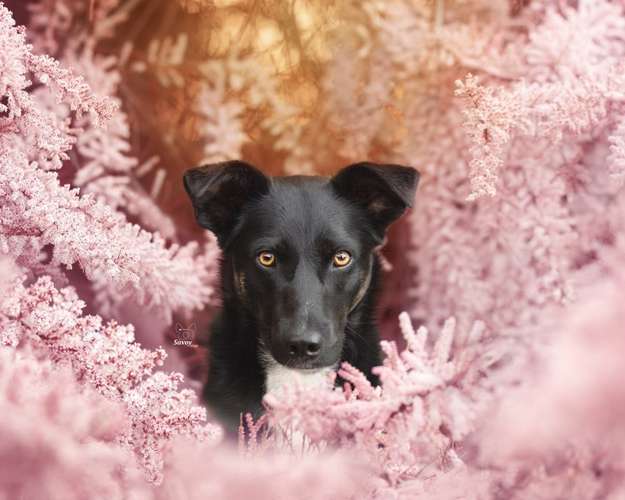 Hundeauslaufgebiet-Savoy Dogs Fotografie-Bild