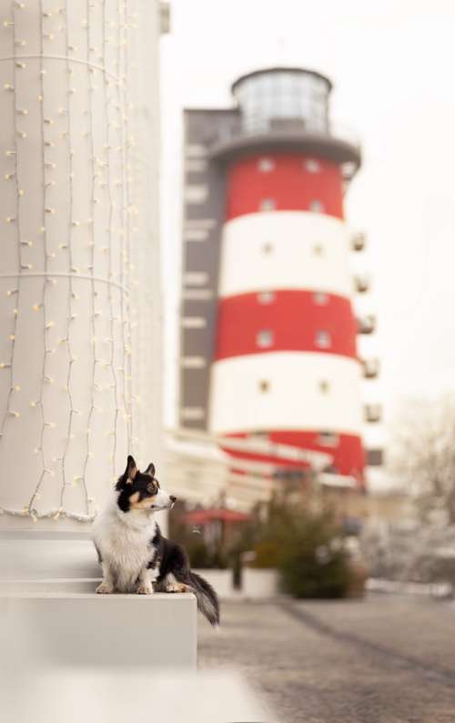 Hundeauslaufgebiet-Savoy Dogs Fotografie-Bild