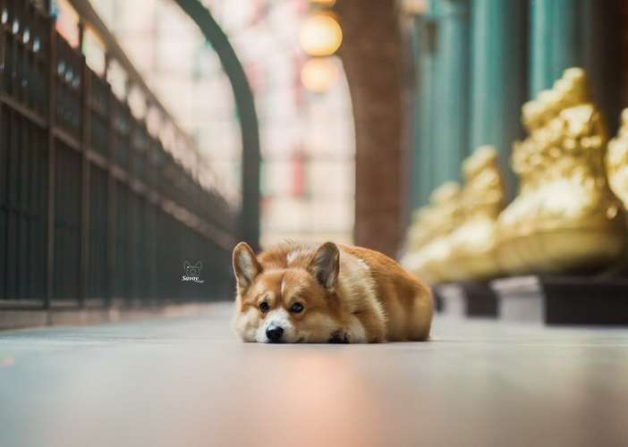 Hundeauslaufgebiet-Savoy Dogs Fotografie-Bild