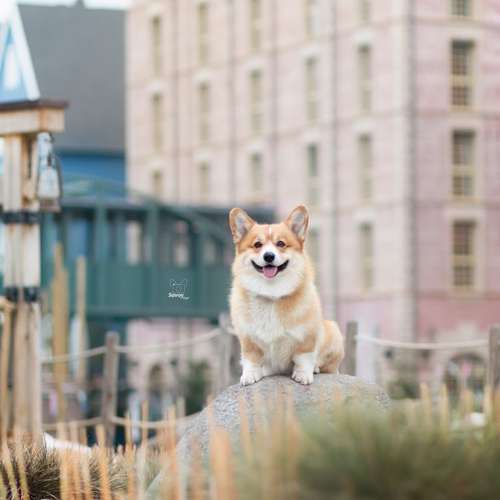 Hundeauslaufgebiet-Savoy Dogs Fotografie-Bild