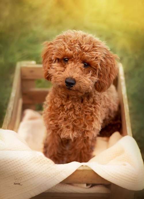 Hundeauslaufgebiet-Savoy Dogs Fotografie-Bild