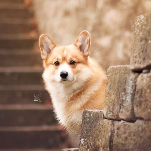 Hundeauslaufgebiet-Savoy Dogs Fotografie-Bild
