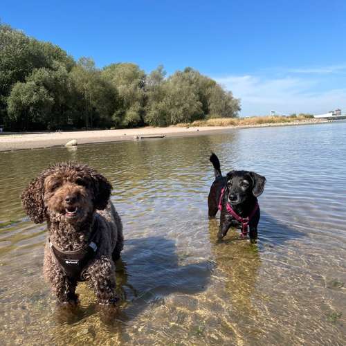 Hundeauslaufgebiet-Entdeckerpfoten-Bild