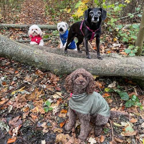 Hundeauslaufgebiet-Entdeckerpfoten-Bild