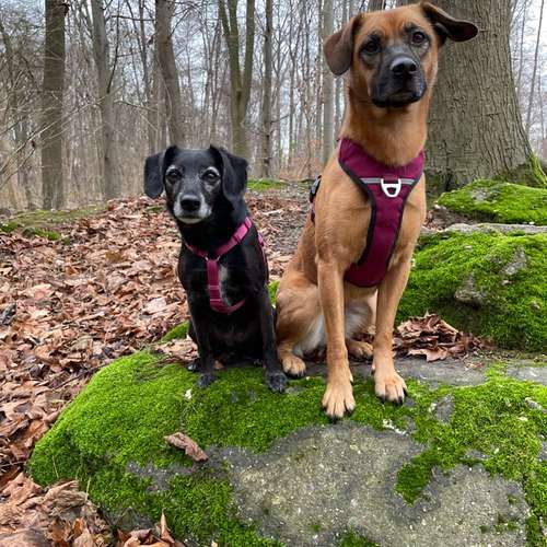 Hundeauslaufgebiet-Entdeckerpfoten-Bild