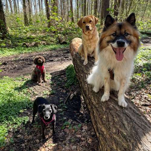 Hundeauslaufgebiet-Entdeckerpfoten-Bild